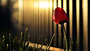 Spring Tulips Photography spring wallpaper