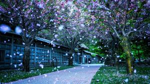 Spring With Petals Falling spring wallpaper