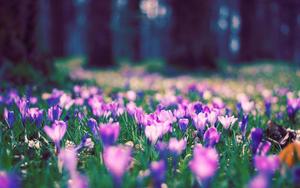 Springtime colors of Crocus Flowers spring desktop wallpaper