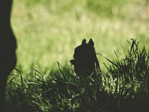 Squirrel Silhouette Dark Anime dark anime wallpaper