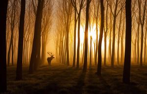 Stag In A Golden Forest forest wallpaper