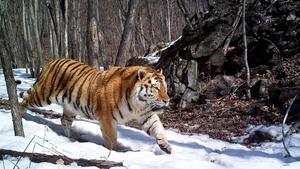 Stalking her prey in the deep forest tiger wallpaper