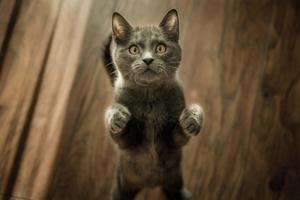 Standing Cute Cat PFP cute cat pfp wallpaper
