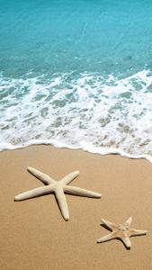 Starfish On Beach Summer iPhone summer iphone wallpaper