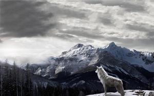 Staring into a Cold Winter Day wolf wallpaper