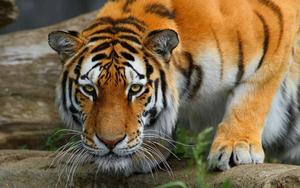 Staring Into the Distance, A Tiger with Majestic Presence tiger wallpaper