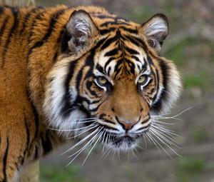 Staring into the Eyes of the Tiger tiger wallpaper