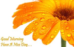 Start your day with a good morning good morning wallpaper