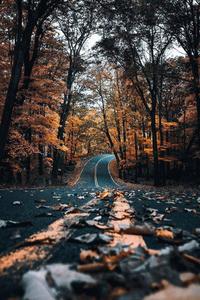 Street And Yellow Trees Fall IPhone fall iphone wallpaper