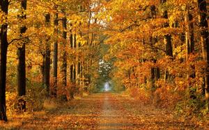 Stretching out between the trees, the Fall foliage gleams with golden hues fall wallpaper