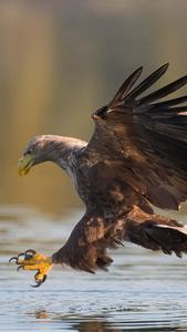 Strike a pose with your Eagle Iphone eagle iphone wallpaper