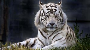 Stunning black and orange stripes of this majestic tiger. tiger wallpaper