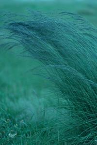 Stunning Bushy Native Grass on 8K Phone Wallpaper 8k phone wallpaper