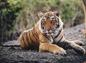 Stunning portrait of a majestic Tiger tiger wallpaper