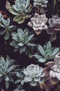 Succulents Beautiful Phone beautiful phone wallpaper