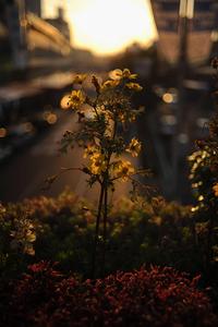 Summer Aesthetic Flower Focus Shot summer aesthetic wallpaper