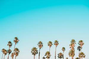 Summer Aesthetic Palm Trees And Sky summer aesthetic wallpaper