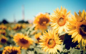 Summer Aesthetic Sunflower Blooms summer aesthetic wallpaper
