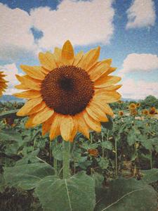 Summer Aesthetic Sunflower summer aesthetic wallpaper