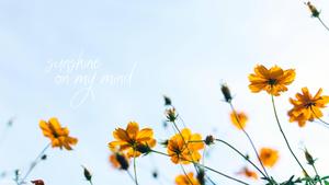 Summer Aesthetic Sunshine Flower Quote summer aesthetic wallpaper