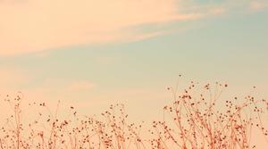 Summer Aesthetic Wild Flowers summer aesthetic wallpaper