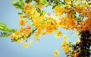 Summer Aesthetic Yellow Flowers summer aesthetic wallpaper