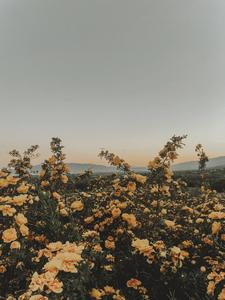 Summer Aesthetic Yellow Flowers summer aesthetic wallpaper
