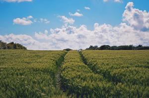 Summer in the Country - Call It Bliss summer wallpaper