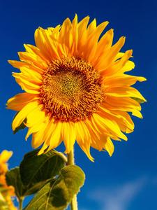 Sunflower Blue Sky Samsung samsung wallpaper