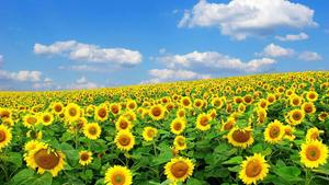 Sunflower Field In Spring Season spring wallpaper