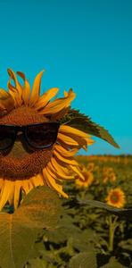 Sunflower With Sunglasses Summer iPhone summer iphone wallpaper