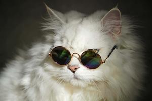 Sunglasses Cute Cat PFP cute cat pfp wallpaper
