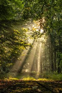 Sunlight In The Forest Nature Picture nature wallpaper