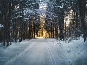 Sunset Winter Forest Picture winter wallpaper