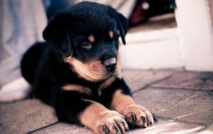 Super Cute Rottweiler Puppy puppy wallpaper