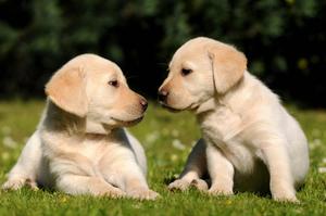 Sweet Labrador Puppies puppy wallpaper