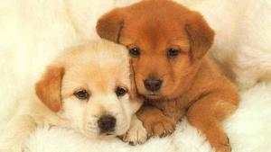 Sweet Puppy Siblings puppy wallpaper