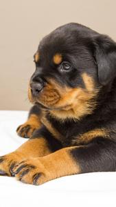 Sweet Rottweiler Puppy HD puppy wallpaper