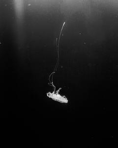 Swimming through the Darkness black screen wallpaper