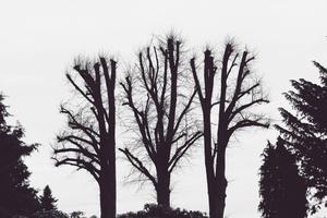 Symbolizing loneliness with a view of dead trees against a black background. aesthetic wallpaper