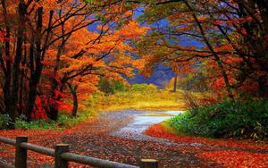 Take a breathtaking walk down the country road during fall fall wallpaper