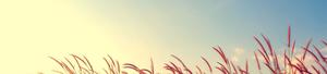 Take a Moment and Appreciate Nature's Beauty 4k nature wallpaper