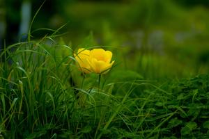 Take a Moment to Appreciate the Beauty of Nature with this Lovely Flower nature flower wallpaper