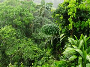 Take a relaxing dip amidst the tranquility of the forest forest wallpaper