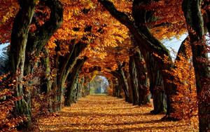 Take a stroll down this tranquil tree-lined pathway, lit up by the beauty of fall fall wallpaper