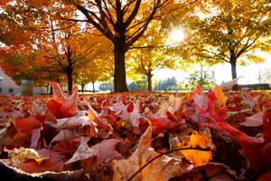 Take a stroll through the the vibrant Fall foliage fall wallpaper