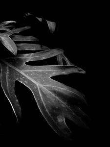 Take in Mother Nature's beauty with a Black Screen background black screen wallpaper