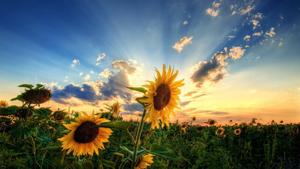 Take in the beauty of a flowering summer sunset summer wallpaper