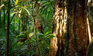 Take in the beauty of an enchanted forest. forest wallpaper