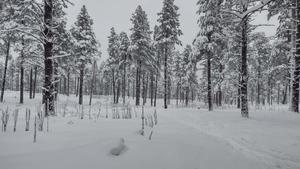 Take in the beauty of an untouched forest forest wallpaper
